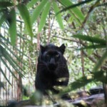 Panthera pardus Panthère noire