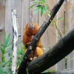 Leontopithecus rosalia Tamarin-lion doré