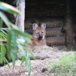 Loup à crinière
"Chrysocyon brachyurus"