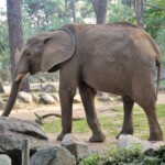 Éléphant d'Afrique
Loxodonta
