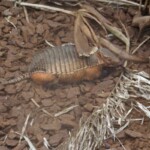 Le tatou à trois bandes Tolypeutes tricinctus 1
