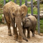 Éléphant d'Afrique
Loxodonta