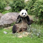 Panda géant
Ailuropoda melanoleuca