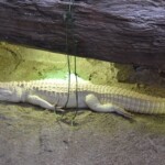 Crocodile
Crocodylinae