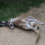 Kangourou roux
Macropus rufus