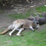 Kangourou roux
Macropus rufus