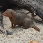 Herpestes javanicus Mangouste de Java