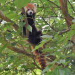 Ailurus fulgens