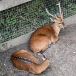 Cerf sika
Cervus nippon
