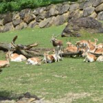 Antilope cervicapre
Antilope cervicapra
