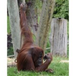 Pongo pygmaeus Orang-outan
