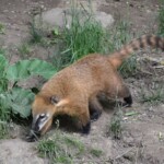 Nasua nasua Coati roux