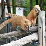 Nasua nasua Coati roux