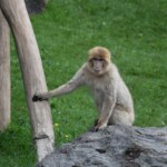 Macaca sylvanus