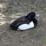Fuligule morillon