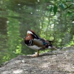 Canard mandarin "Aix galericulata"