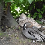 Canard pilet "Anas acuta"