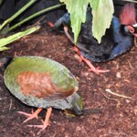 Crested partridge "Rollutus rouloul"