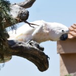 Cacatoès blanc
Cacatua alba