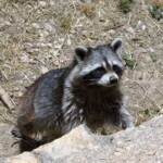 Procyon lotor
