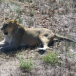 Panthera leo