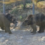 Ursus arctos