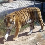 Panthera tigris