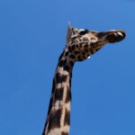 Girafe de Rothschild