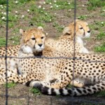 Guépard