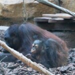 Pongo pygmaeus Orang-outan