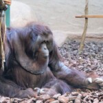 Pongo pygmaeus Orang-outan