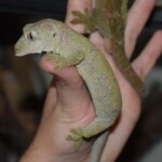 Mniarogekko chahoua