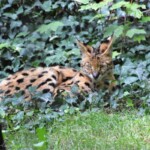 Leptailurus serval