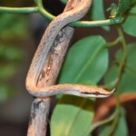Gonyosoma boulengeri