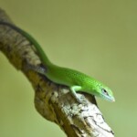 Lamprolepis smaragdina
