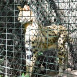 Serval Leptailurus serval