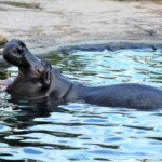 Hippopotamus amphibius