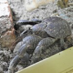 Birgus latro Crabe de cocotier