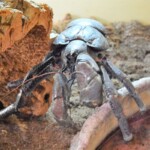 Birgus latro Crabe de cocotier