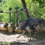 Autruche d'Afrique Stuthio camelus