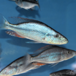 Dimidiochromis compressiceps