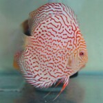 Discus Albinos Leopard