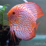 Discus Albinos golden pigeon