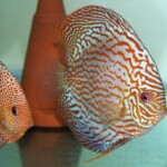 Discus Altum flora