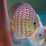 Discus Altum flora