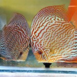 Discus Altum flora