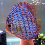 Discus Altum flora