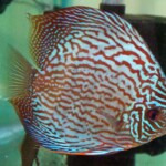 Discus Altum flora