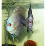 Discus Bleu Diamons