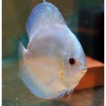 Discus Bleu Diamons